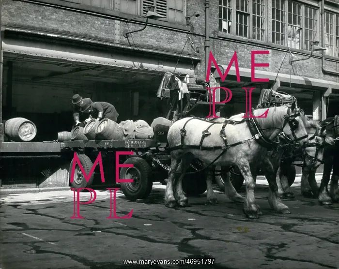 : Dray horses to pull Speaker's coach to Coronation, London : Dray horses to pull Speaker's coach to Coronation, London