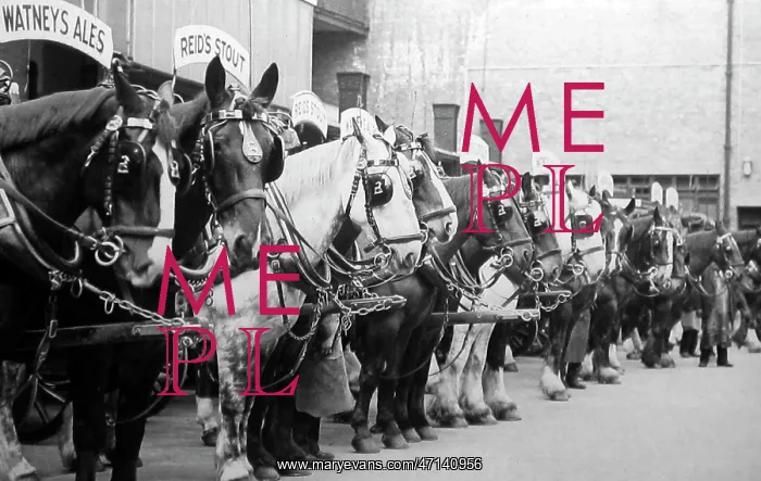 : Dray horses, Watney's Brewery : Dray horses, Watney's Brewery