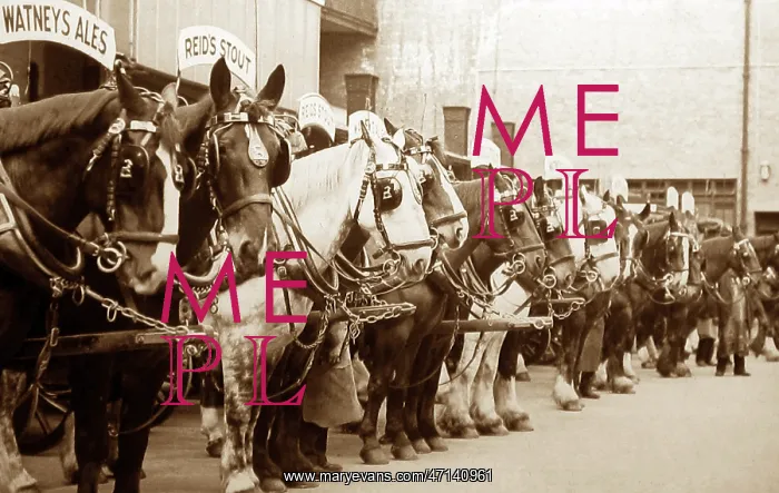 : Dray horses, Watney's Brewery : Dray horses, Watney's Brewery