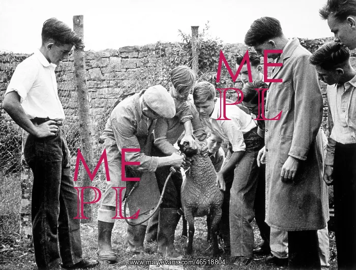  : DRENCHING A SHEEP