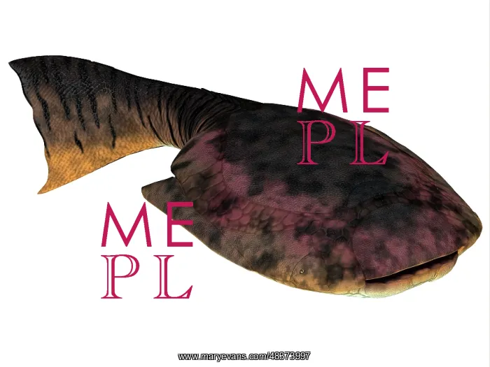: Drepanaspis is an extinct species of primitive jawless fish : Drepanaspis is an extinct species of primitive jawless fish