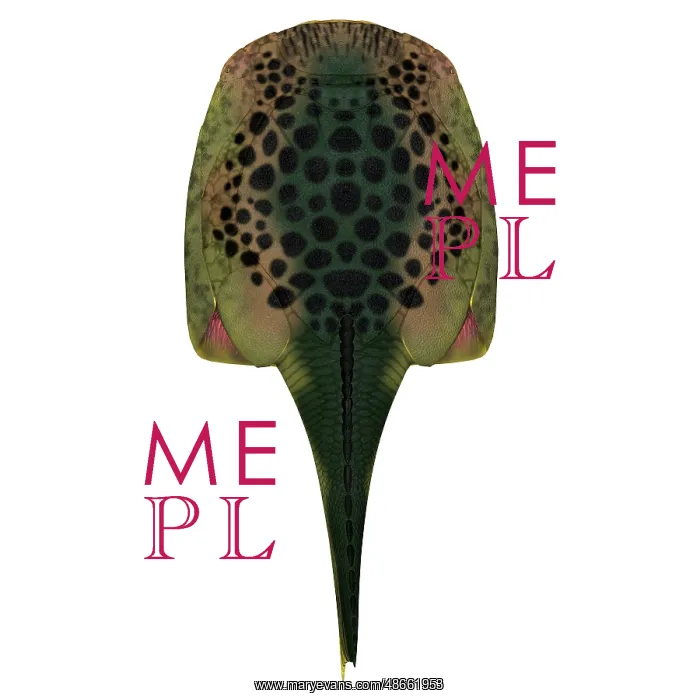 : Drepanaspis fish, overhead view : Drepanaspis fish, overhead view