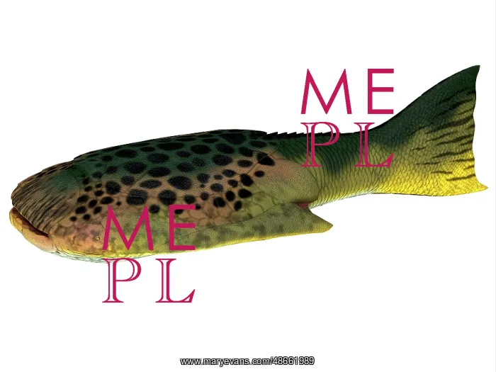 : Drepanaspis fish, side profile : Drepanaspis fish, side profile