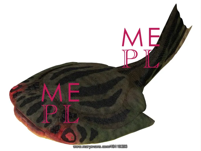 : Drepanaspis jawless fish from the Devonian Period : Drepanaspis jawless fish from the Devonian Period