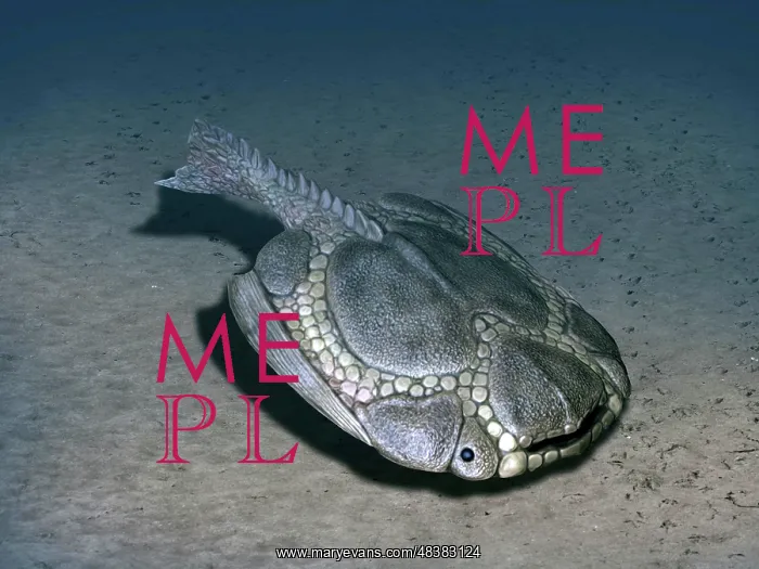 : Drepanaspis is a jawless fish from the Early Devonian of ? : Drepanaspis is a jawless fish from the Early Devonian of ?
