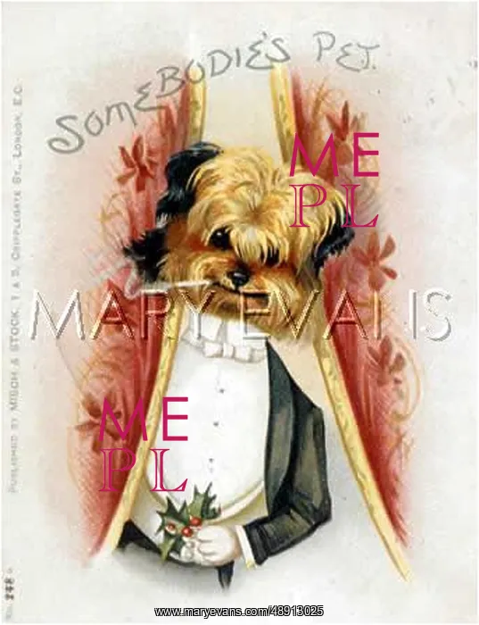 : DRESSED UP DOG : DRESSED UP DOG
