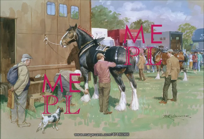 : Dressing for the Show ' shire horse : Dressing for the Show ' shire horse