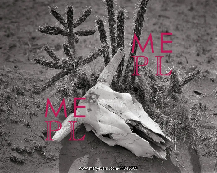 : Dried Bleached Skull of Steer Lying in Dirt Next : Dried Bleached Skull of Steer Lying in Dirt Next