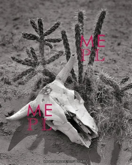: Dried Bleached Skull of Steer Lying in Dirt Next : Dried Bleached Skull of Steer Lying in Dirt Next