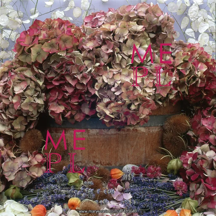 : Dried Flower Arrangement ' Hydrangeas : Dried Flower Arrangement ' Hydrangeas