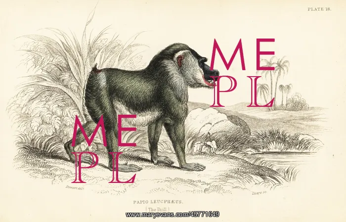 : Drill, Mandrillus leucophaeus. Endangered : Drill, Mandrillus leucophaeus. Endangered