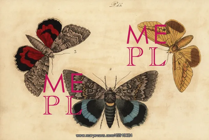 : Drinker, blue underwing and red underwing moths : Drinker, blue underwing and red underwing moths