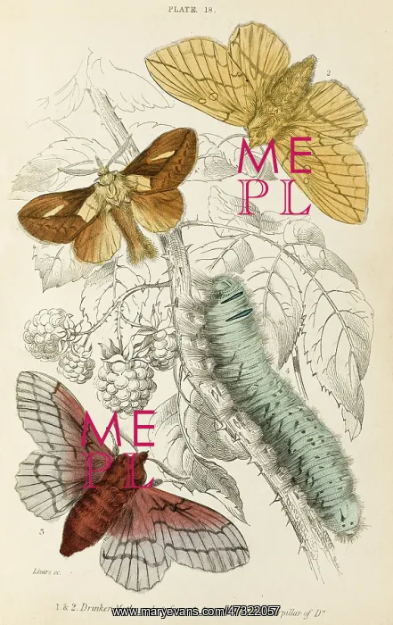 : DRINKER & LAPPET MOTHS : DRINKER & LAPPET MOTHS