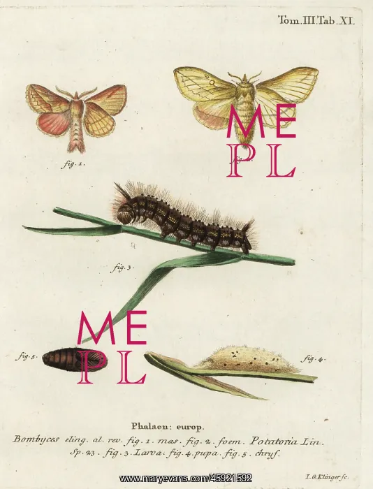 : Drinker moth, Euthrix potatoria : Drinker moth, Euthrix potatoria