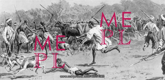 : Driving cattle captured from the enemy, Sierra Leone : Driving cattle captured from the enemy, Sierra Leone