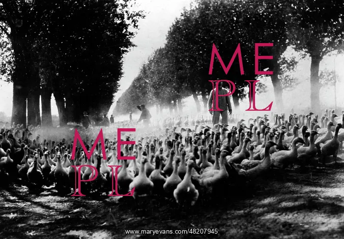 : Driving up of a geese herd, 1915