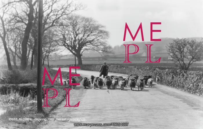 : Driving the Sheep : Driving the Sheep