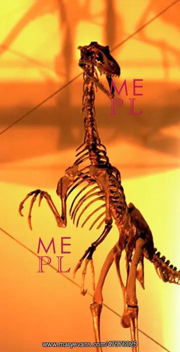 : Dromaeosaurus : Dromaeosaurus