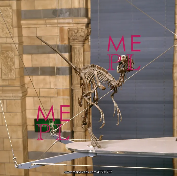 : Dromaeosaurus : Dromaeosaurus