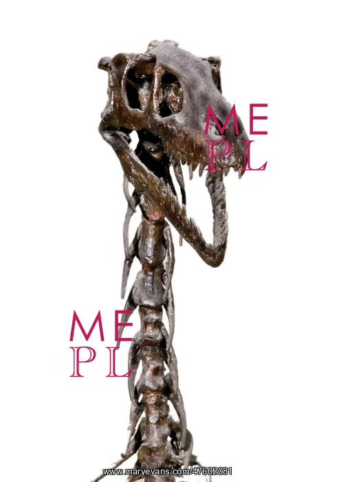 : Dromaeosaurus albertensis : Dromaeosaurus albertensis