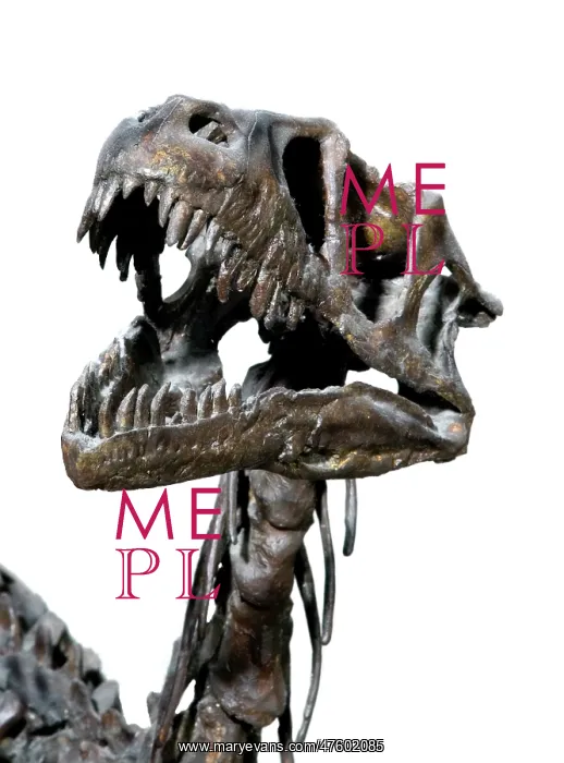 : Dromaeosaurus albertensis : Dromaeosaurus albertensis