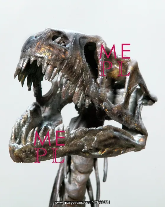 : Dromaeosaurus albertensis : Dromaeosaurus albertensis