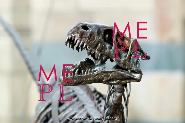 : Dromaeosaurus albertensis : Dromaeosaurus albertensis