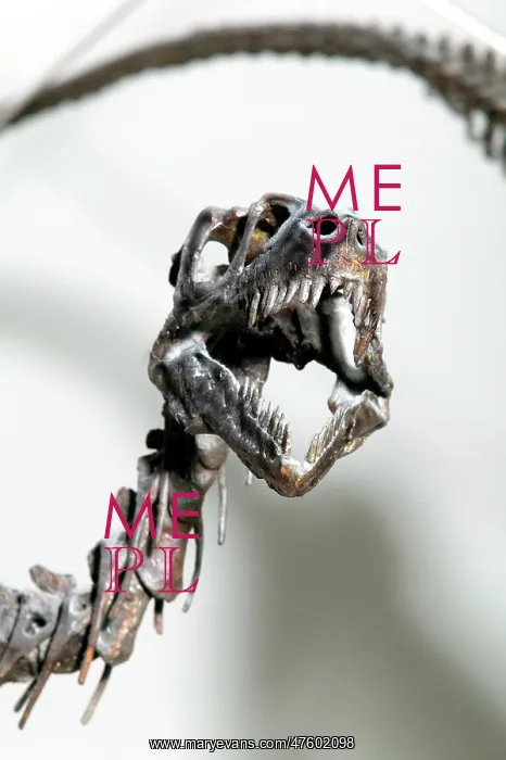 : Dromaeosaurus albertensis : Dromaeosaurus albertensis