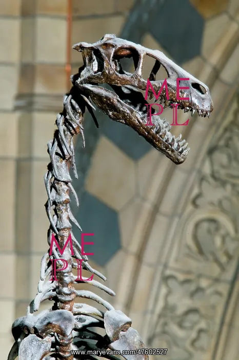 : Dromaeosaurus albertensis : Dromaeosaurus albertensis