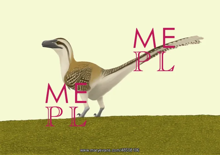 : Dromaeosaurus albertensis : Dromaeosaurus albertensis