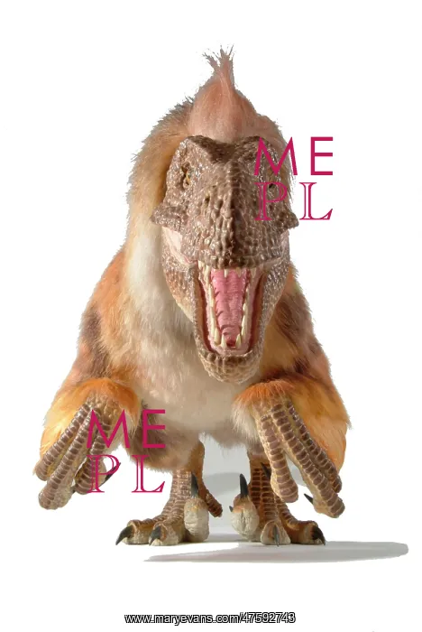 : Dromaeosaurus, fuzzy raptor : Dromaeosaurus, fuzzy raptor