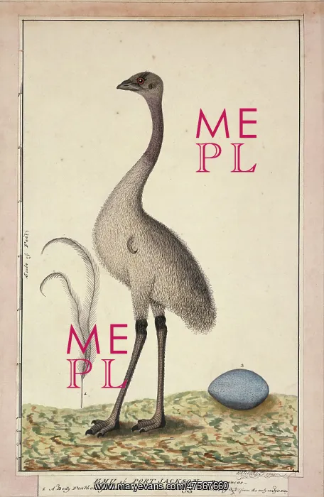 : Dromaius novaehollandiae, emu : Dromaius novaehollandiae, emu