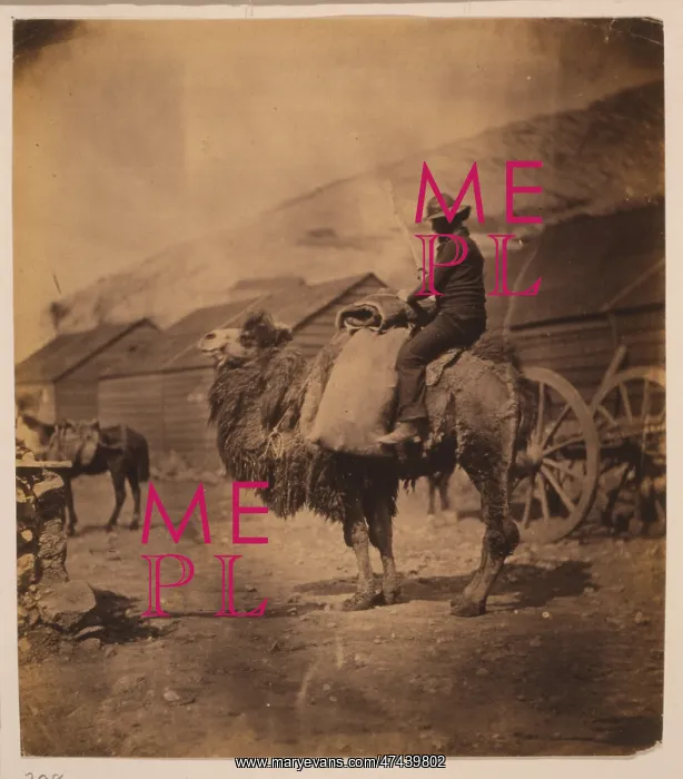 : Dromedary. Man seated on a camel, facing left; huts in the background. Date 1855 : Dromedary. Man seated on a camel, facing left; huts in the background. Date 1855