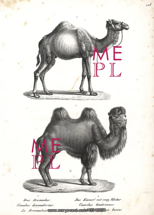 : Dromedary and Bactrian camel, critically endangered : Dromedary and Bactrian camel, critically endangered