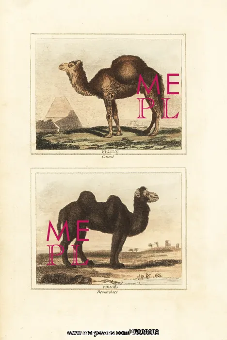 : Dromedary and Bactrian camels : Dromedary and Bactrian camels