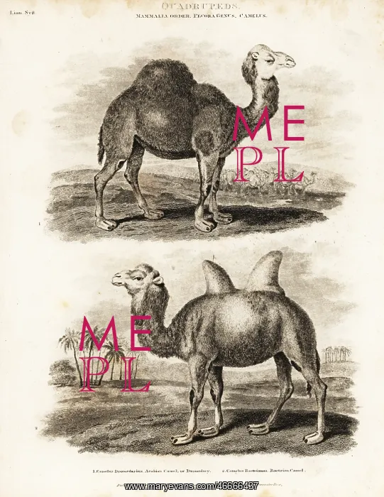 : Dromedary and Bactrian camels : Dromedary and Bactrian camels