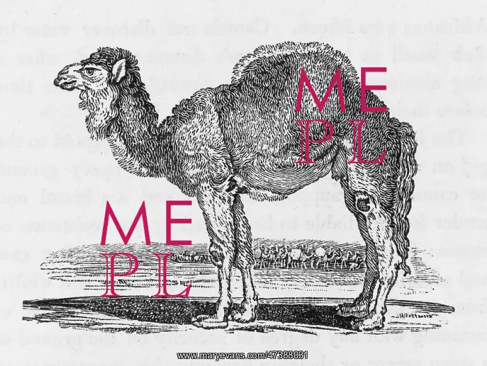 : DROMEDARY (BEWICK) : DROMEDARY (BEWICK)