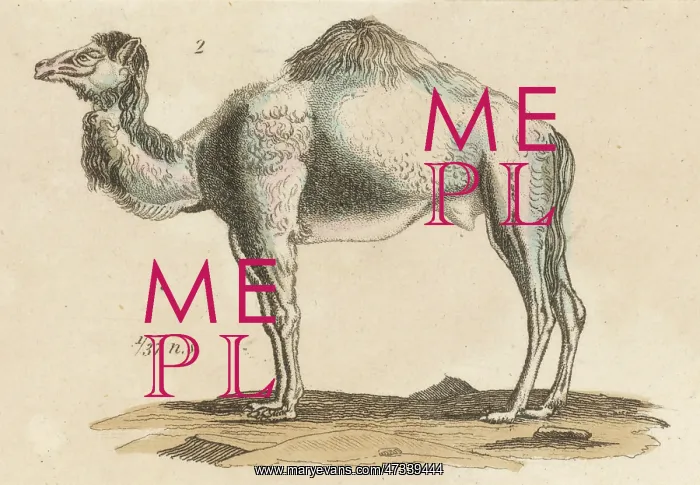  : DROMEDARY CAMEL C1815