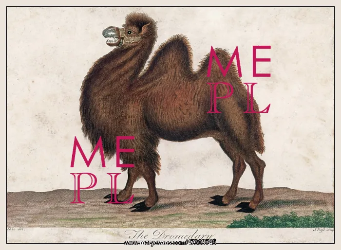  : DROMEDARY CAMEL C1820