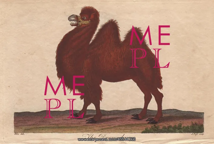 : Dromedary camel, Camelus dromedarius : Dromedary camel, Camelus dromedarius