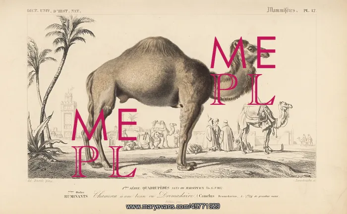 : Dromedary camel, Camelus dromedarius : Dromedary camel, Camelus dromedarius