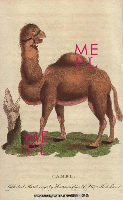 : Dromedary camel, Camelus dromedarius : Dromedary camel, Camelus dromedarius