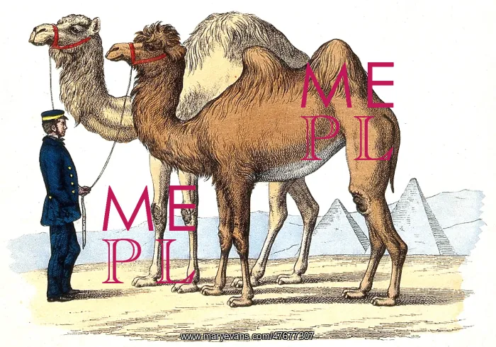 : Dromedary and Camel, Illustration : Dromedary and Camel, Illustration