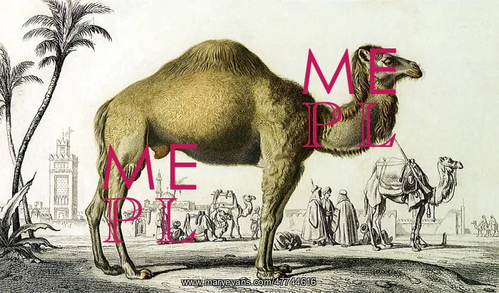  : Dromedary (Camelus dromedarius)