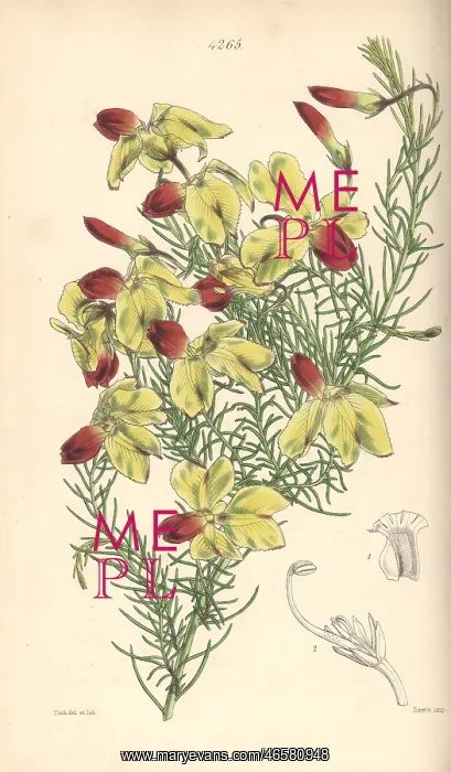 : Drooping leschenaultia, Leschenaultia arcuata : Drooping leschenaultia, Leschenaultia arcuata