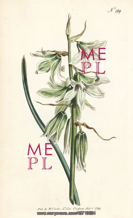 : Drooping or Neapolitan star of Bethlehem : Drooping or Neapolitan star of Bethlehem