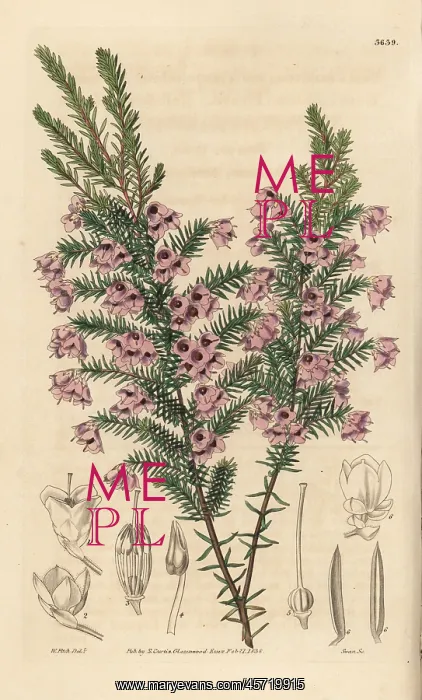 : Drooping round-headed heath, Erica florida var. campanulata : Drooping round-headed heath, Erica florida var. campanulata