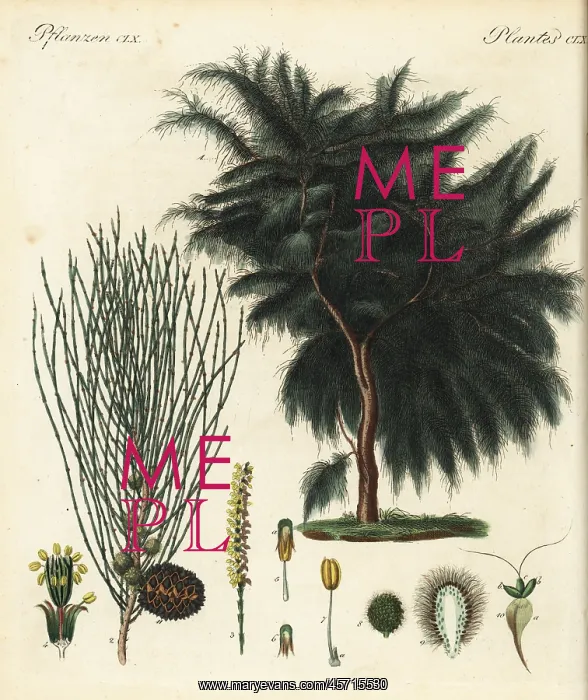 : Drooping she-oak, Allocasuarina verticillata : Drooping she-oak, Allocasuarina verticillata