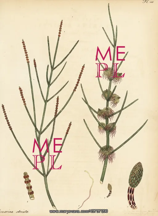 : Drooping she-oak, Allocasuarina verticillata : Drooping she-oak, Allocasuarina verticillata