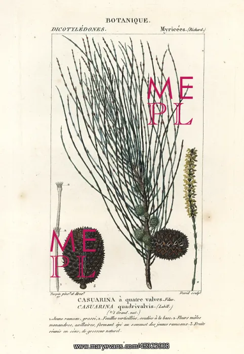 : Drooping sheoak, Allocasuarina verticillata : Drooping sheoak, Allocasuarina verticillata